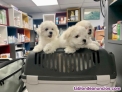 Bichon Malts Macho y hembra Para Adopcion
