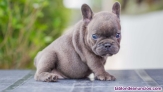 Bulldog Frances Cachorros 