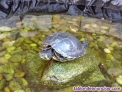 Se recogen tortugas de agua para un estanque 