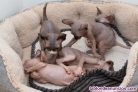 Gatitos de raza Sphynx pura raza