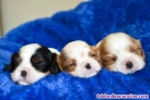 Fotos del anuncio: Cachorro cavalier king charles 