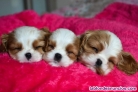 Fotos del anuncio: Cachorro cavalier king charles 