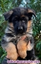 Cachorros pastor alemán valencia simagüe puppy núcleo zoologico venta Madrid Bar