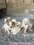 Fotos del anuncio: Adopcin cachorros de mastn 