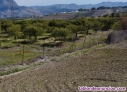 Fotos del anuncio: Particular, Vende Parcela De Olivos de 4.200 M2 En Cerralba,