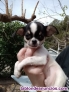 Preciosos cachorros de chihuahua 