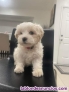 Cachorros de Bichon Malts Para Adopcion