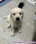 Cachorros de golden retriever para adopcion