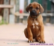 Cachorros Rhodesian Ridgeback 