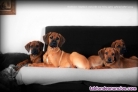 Venta de cachorros Rhodesian Ridgeback.