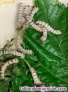 Fotos del anuncio: Regalo gusanos de seda