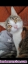 Fotos del anuncio: Regalo gatita tricolor
