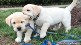 Regalo MACHOS Y HEMBRAS LABRADOR PARA ADOPCION 