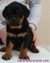 Regalo hermoso Rottweilers cachorros mi whatsapp 