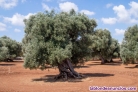 Fotos del anuncio: Se vende olivar en alhambra, ciudad real