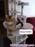 Gatos en adopcion 