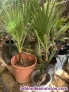 Vendo palmeras y otras plantas de jardn o terraza 