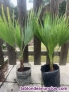 Fotos del anuncio: Vendo palmeras y otras plantas de jardn o terraza 