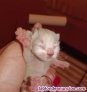 Fotos del anuncio: Doy gatitos siameses en adopcin 