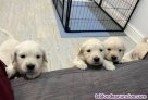 Adorables cachorros de golden retriever para adopcion