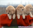 Cachorros golden retriever en adopcion
