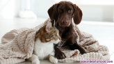 Fotos del anuncio: Cuidado de perros y gatos