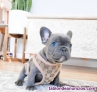 Cachorros Bulldog Frances 