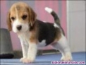 Cachorros beagle en adopcin gratuita.contacta con su whatsapp para mas