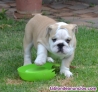 Regalo economicos cachorros bulldog frances