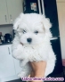 Bichon Malts Para Adopcion