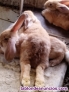 Fotos del anuncio: Vendo conejos