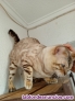 Venta de gatos bengalies