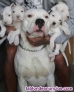 Cachorros dogo argentino en adopcion