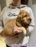 Preciosos cachorros de Cocker Spaniels(+34611232161)