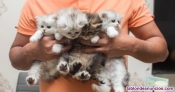 Gatitos de diferentes razaz disponible en adopcion