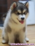 Adopcion Cachorros de Alaska Malamut (+34632737642)