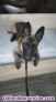 Cachorro Pastor Belga Malinois