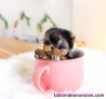 Yorkshire toy cachorro 