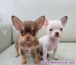 Chihuahua cachorros