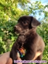Fotos del anuncio: Cachorros de perro en adopcin 