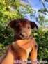 Fotos del anuncio: Cachorros de perro en adopcin 
