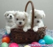 Bichon maltes en adopcion +34632737642