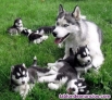 Adopcion husky siberianos cachorros wasap+34632737642