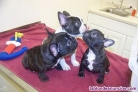 Adopcion cachorros bulldog frances wasap +34632737642
