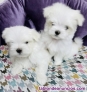 Regalo mini toy cachorros bichon maltes