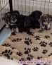 Fotos del anuncio: Cachorros de raza Schnauzer miniatura 