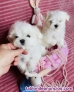 Regalo cachorros Bichn Malts WhatsApp