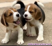 Preciosos Cachorros BEAGLE Para Adopcin