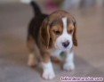 Regalo cachorros beagle whAtsapp