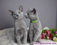 Regalo de gatitos Azul Ruso para adopcin.